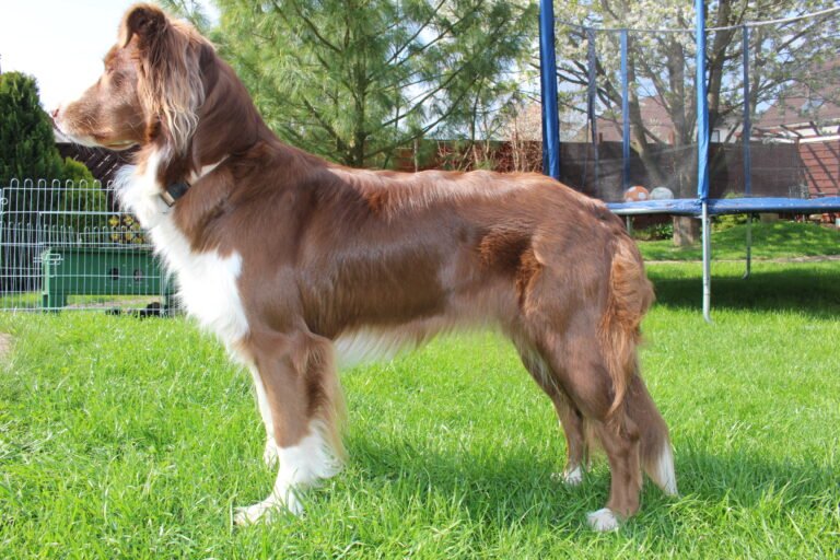Raça de Cachorro: Pastor Australiano