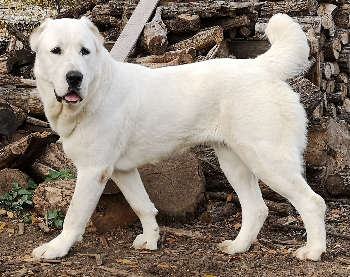 Raça de Cachorro: Pastor da Ásia Central