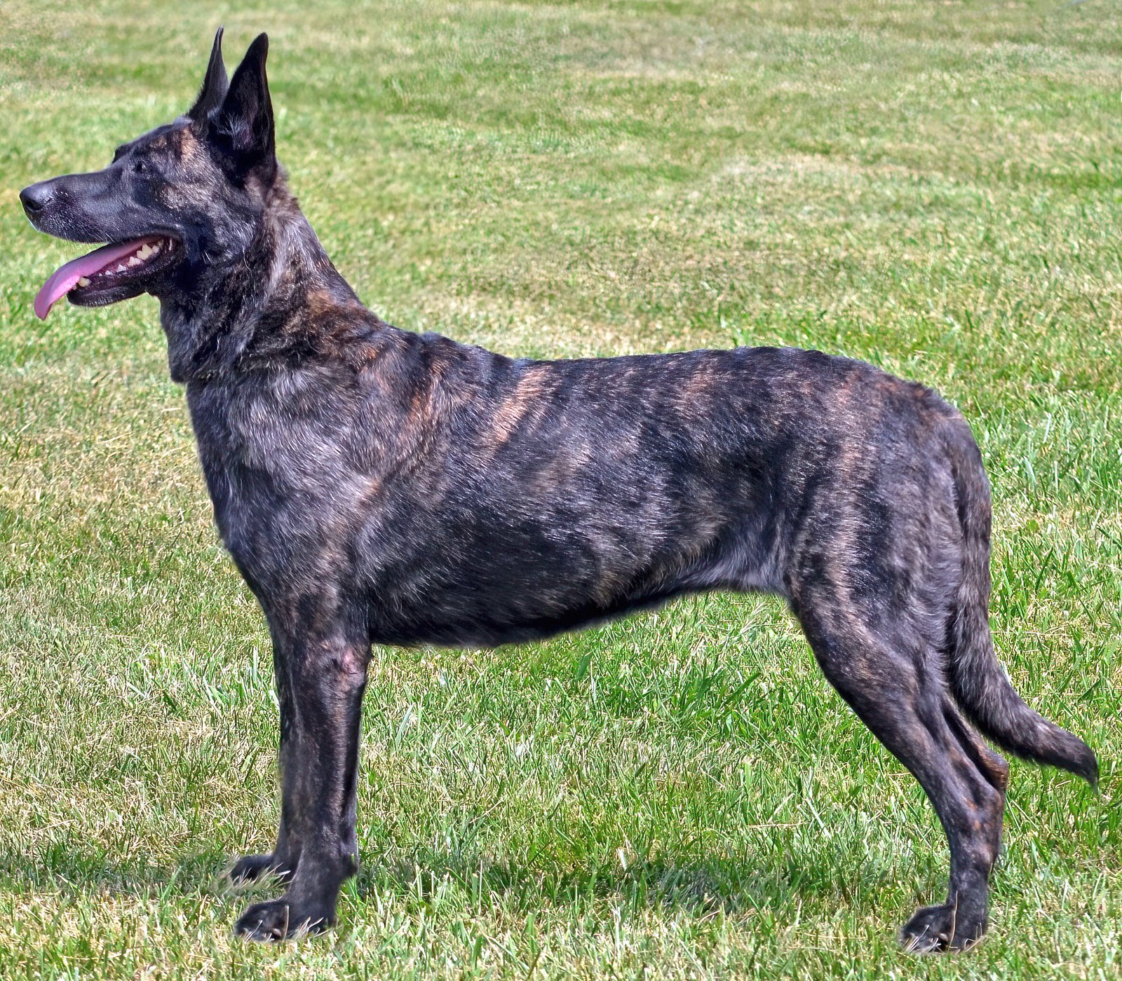 Raça de Cachorro: Pastor Holandês