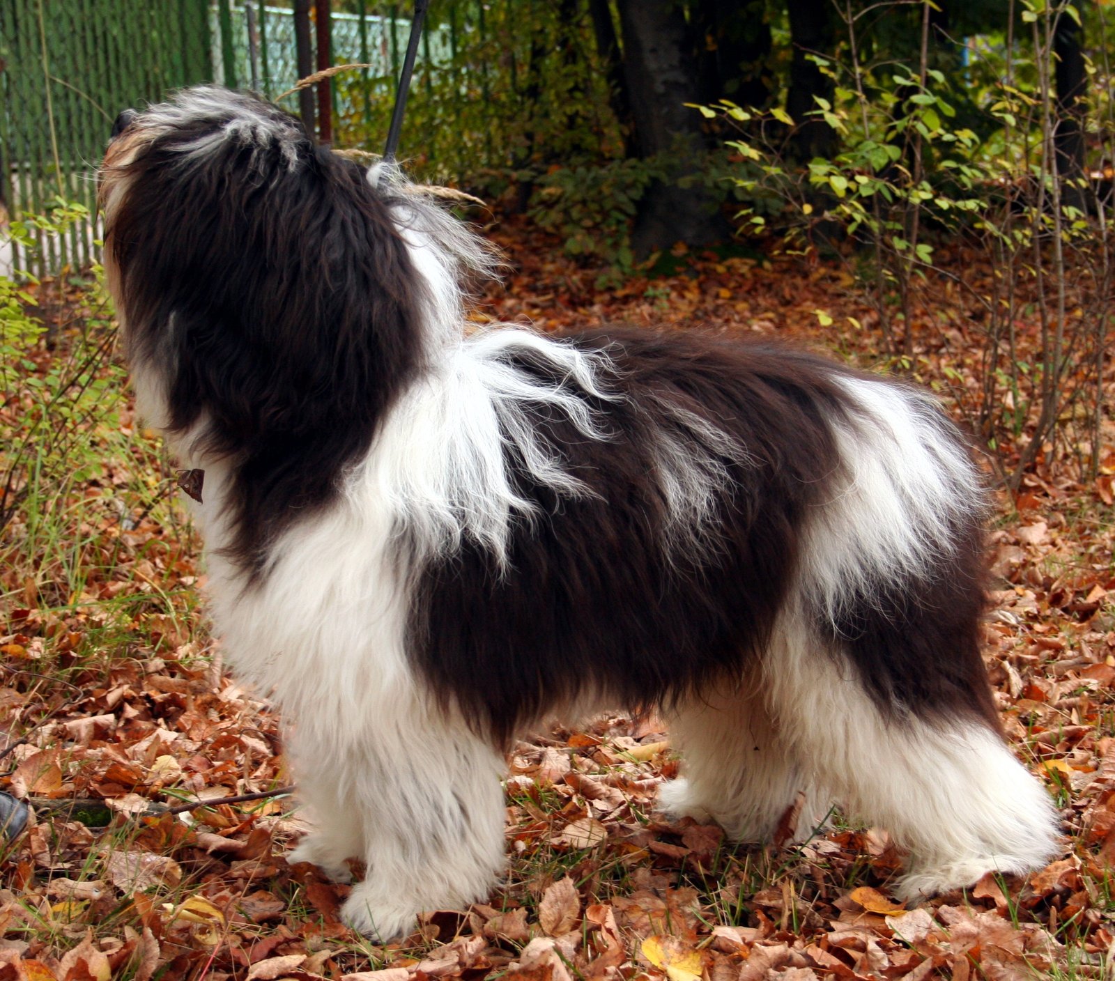Foto de um Pastor Polonês da Planície