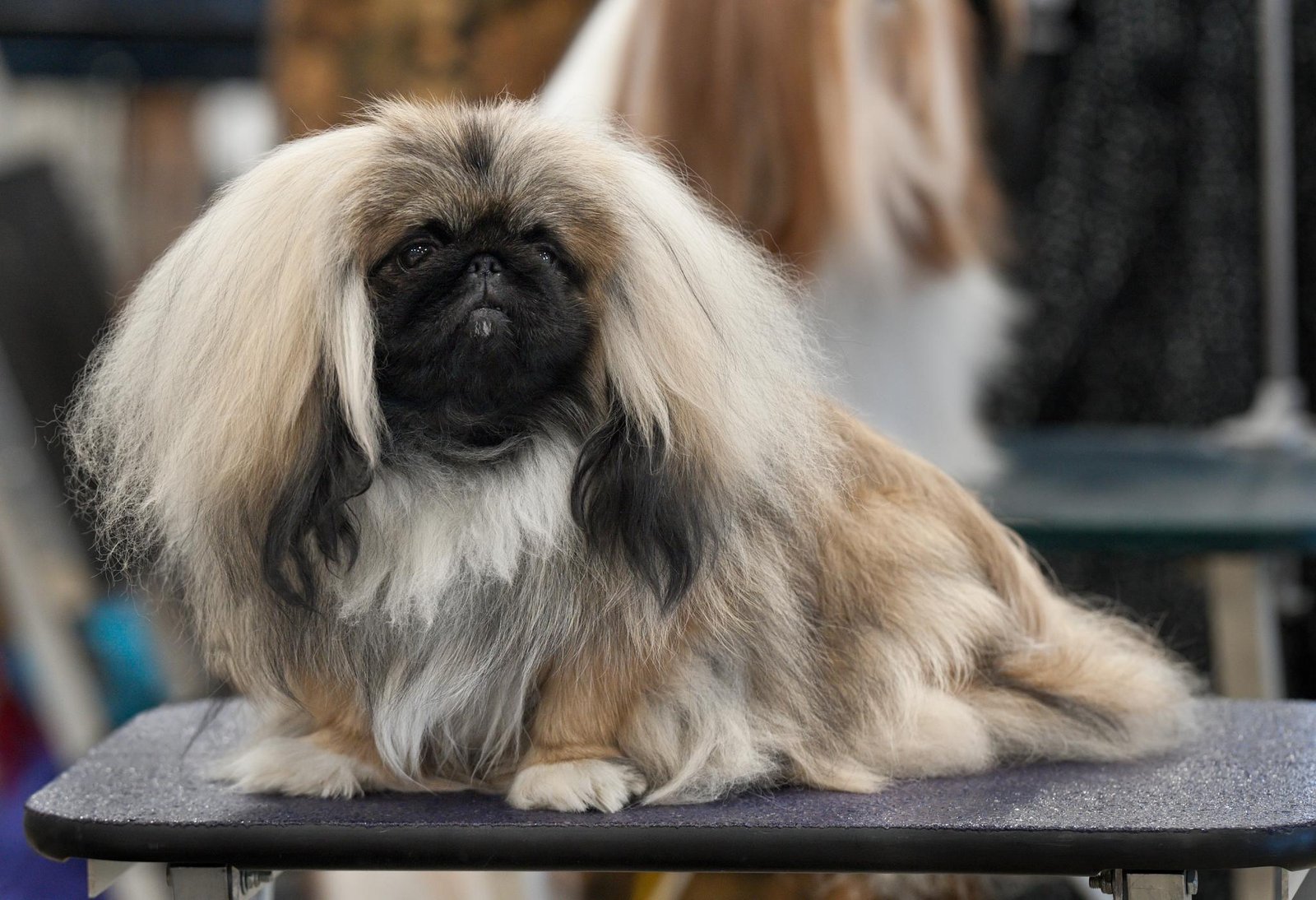 Raça de Cachorro: Pekingese