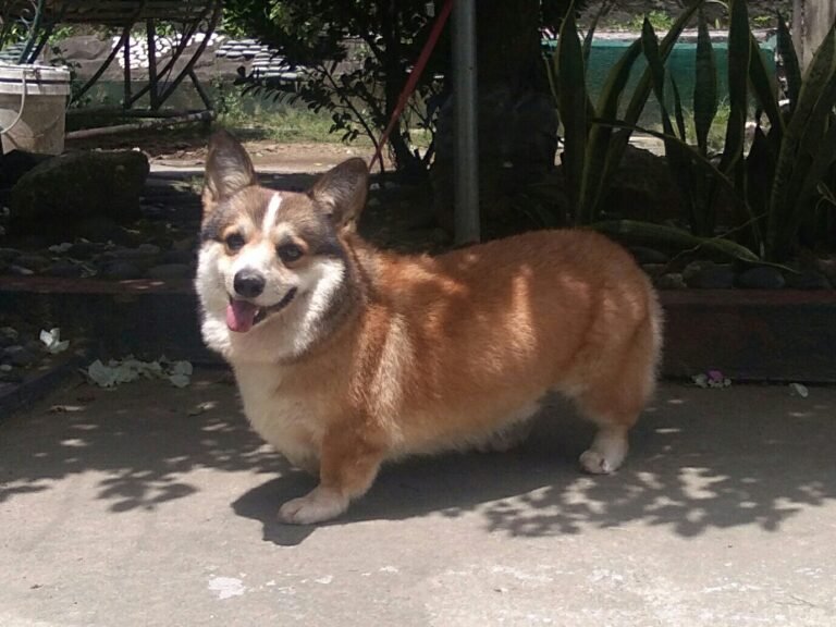 Raça de Cachorro: Pembroke Welsh Corgi