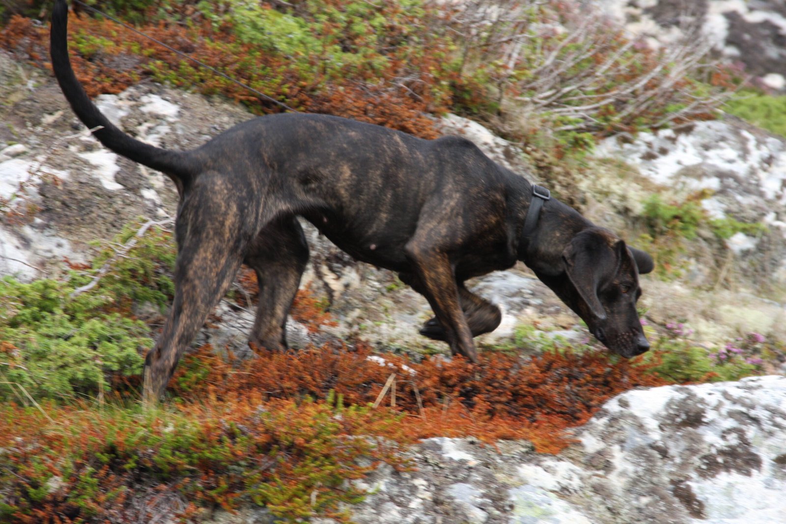 Raça de Cachorro: Plott Hound