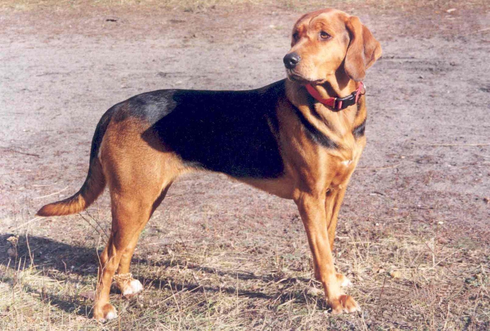 Raça de Cachorro: Polish Hound