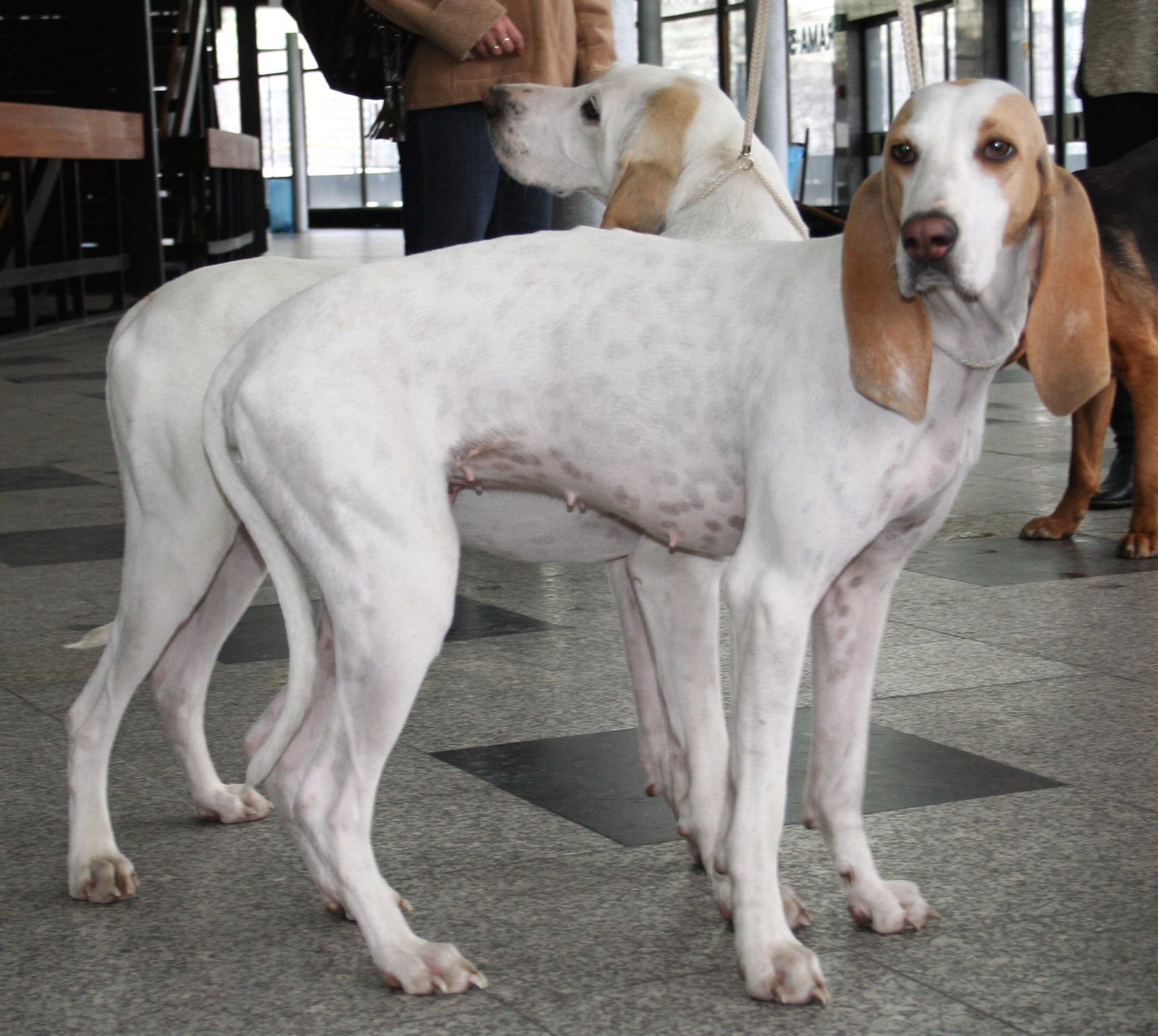 Raça de Cachorro: Porcelaine