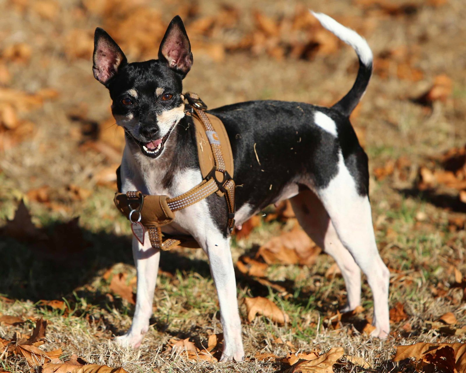 Raça de Cachorro: Rat Terrier