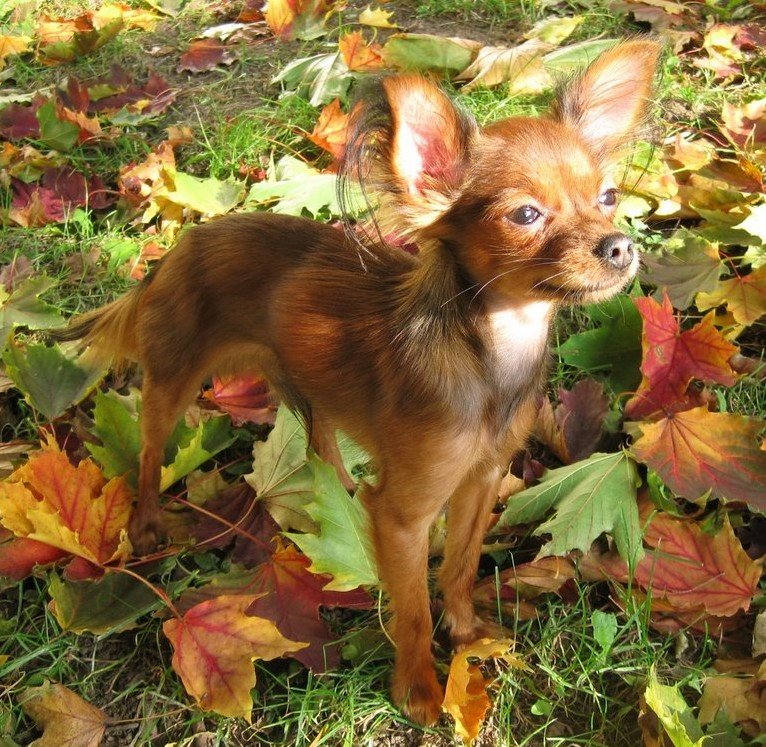 Raça de Cachorro: Russian Toy