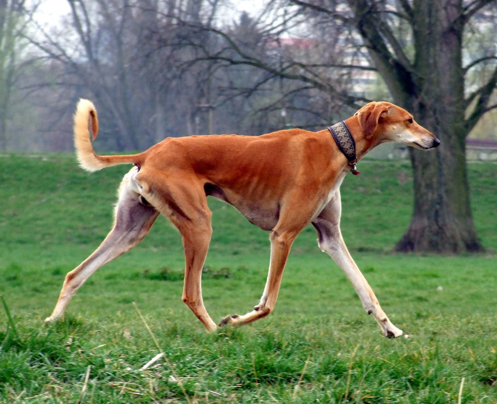 Foto de um Saluki