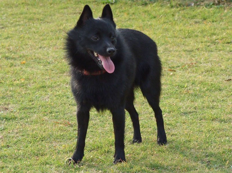 Raça de Cachorro: Schipperke