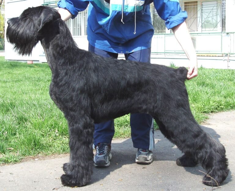 Raça de Cachorro: Schnauzer Gigante
