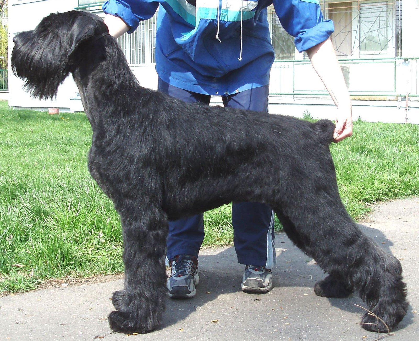 Raça de Cachorro: Schnauzer Gigante