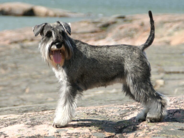 Raça de Cachorro: Schnauzer Miniatura