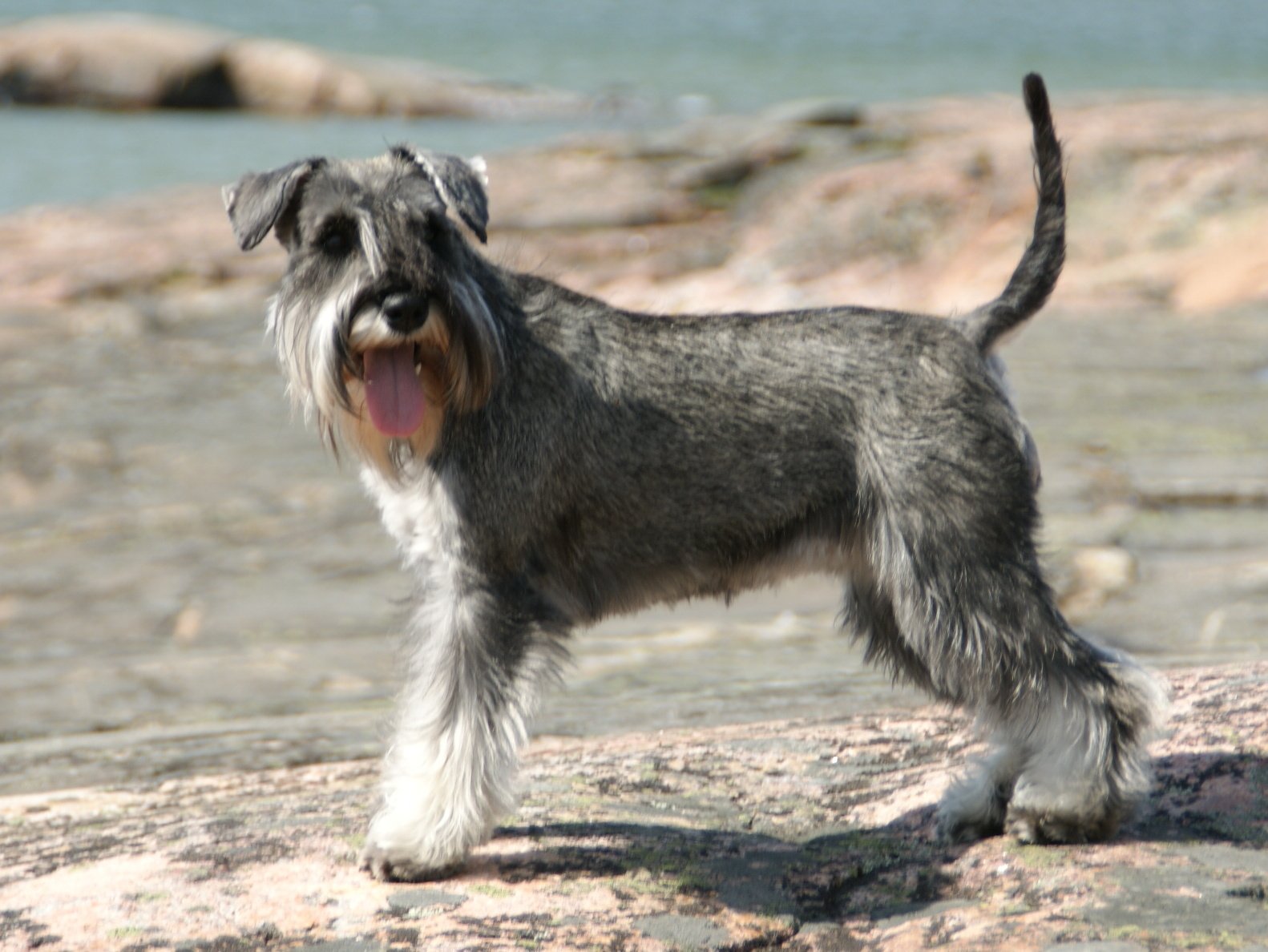 Raça de Cachorro: Schnauzer Miniatura