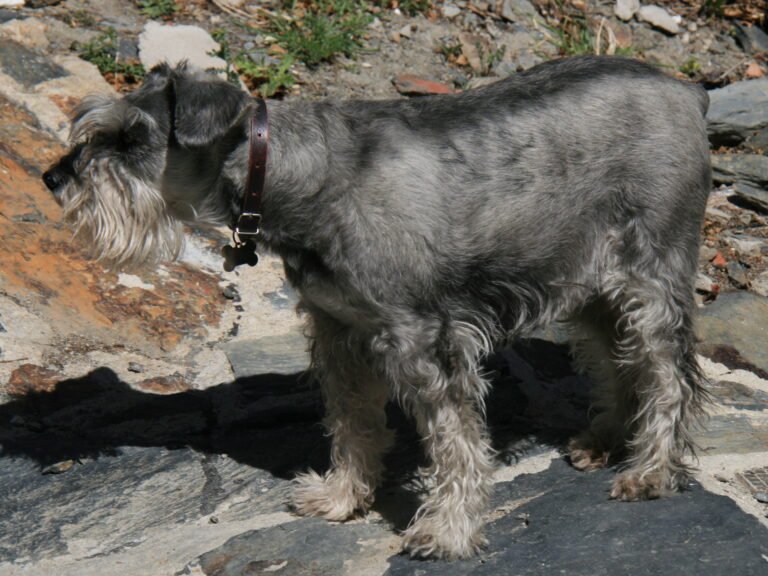 Raça de Cachorro: Schnauzer Standard