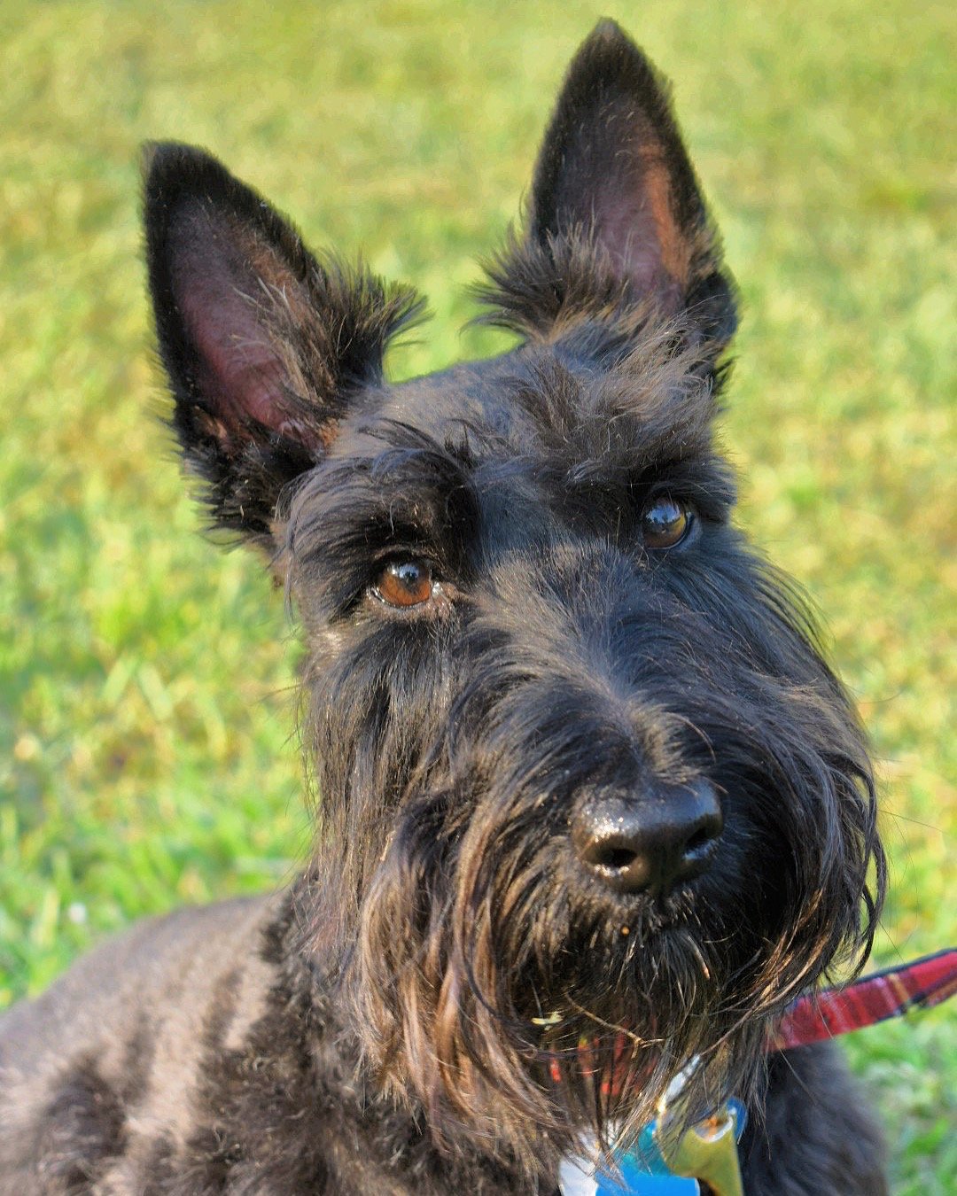 Foto de um Scottish Terrier