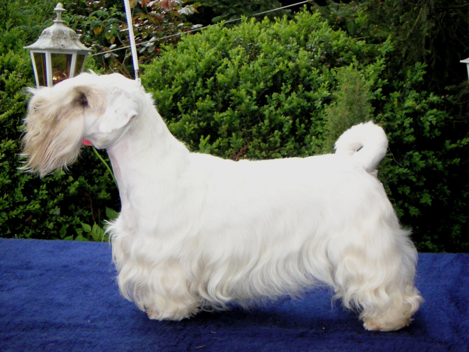 Raça de Cachorro: Sealyham Terrier