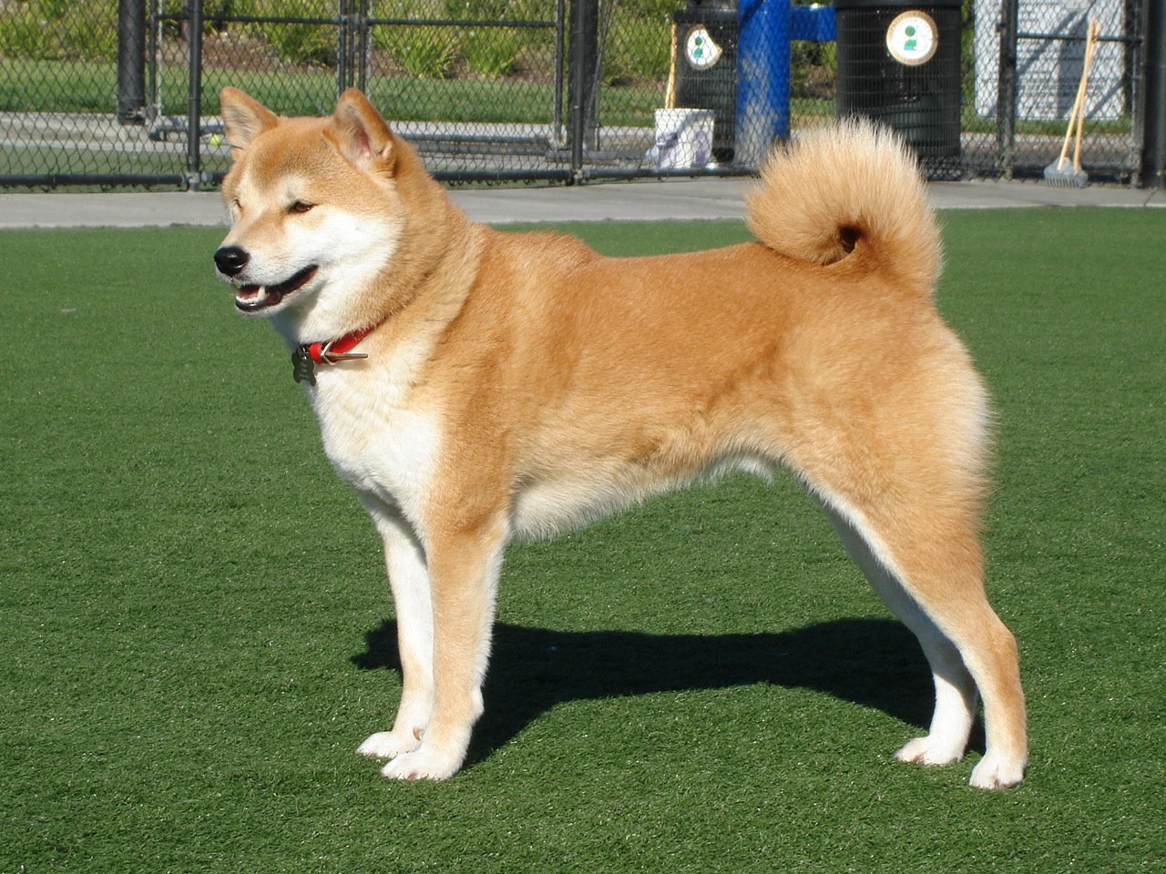 Raça de Cachorro: Shiba Inu