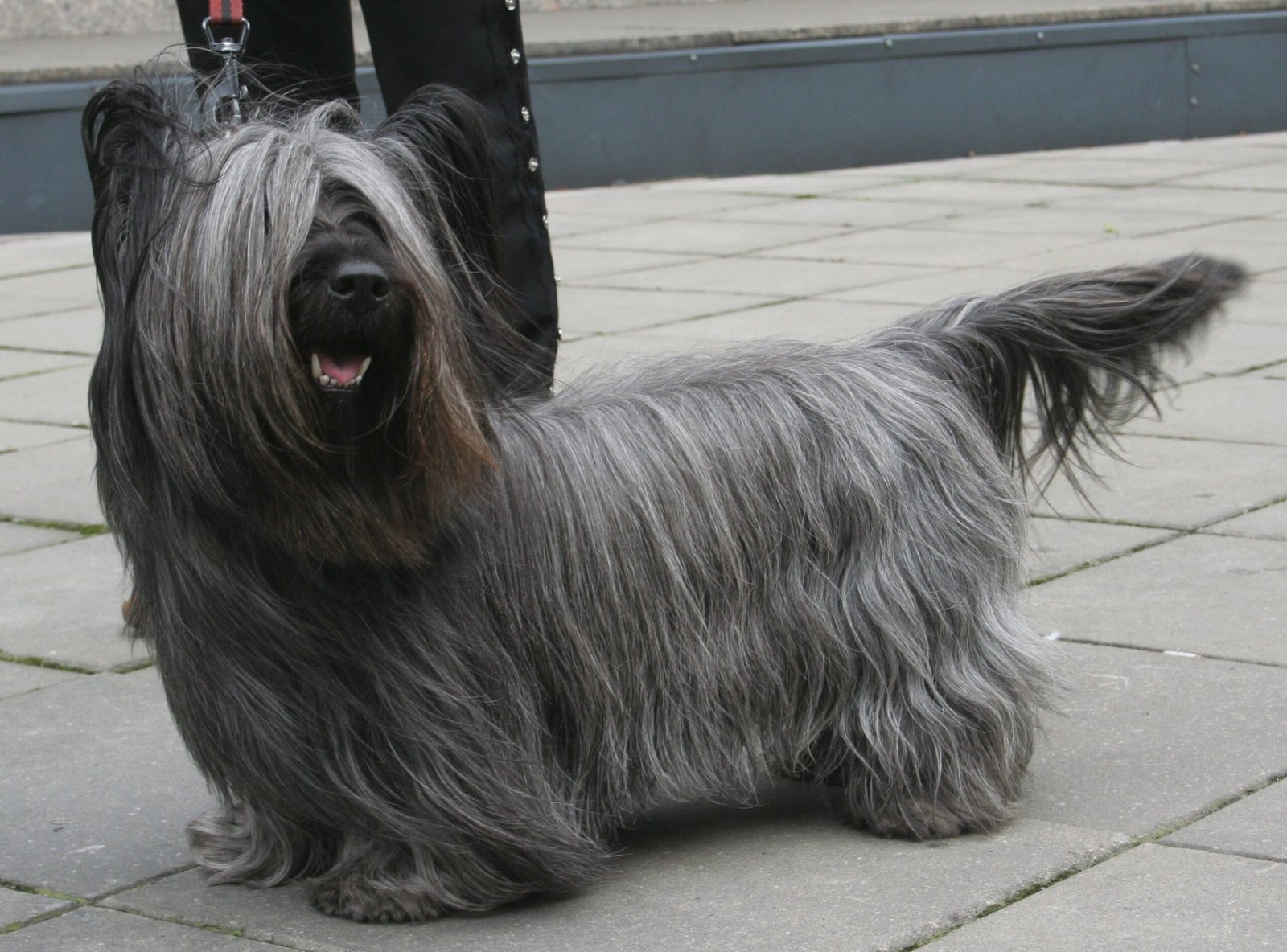 Foto de um Skye Terrier