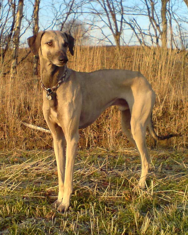 Raça de Cachorro: Sloughi