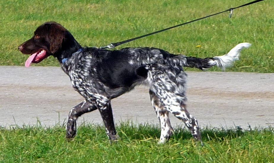 Raça de Cachorro: Small Münsterländer