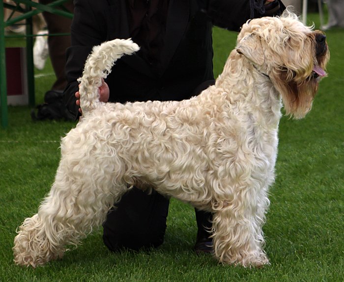 Raça de Cachorro: Soft Coated Wheaten Terrier
