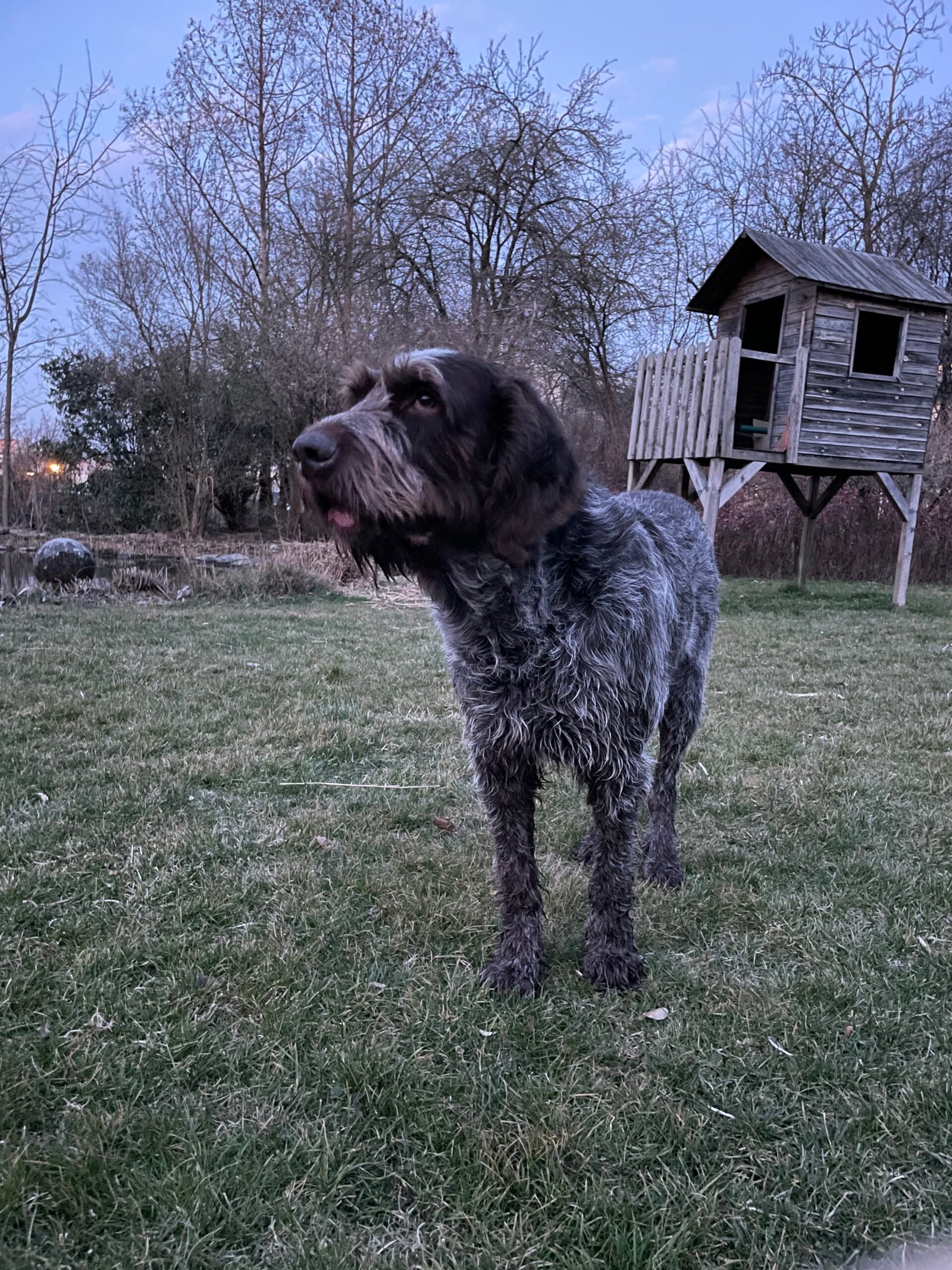 Raça de Cachorro: Spinone Italiano