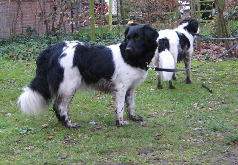 Raça de Cachorro: Stabyhoun
