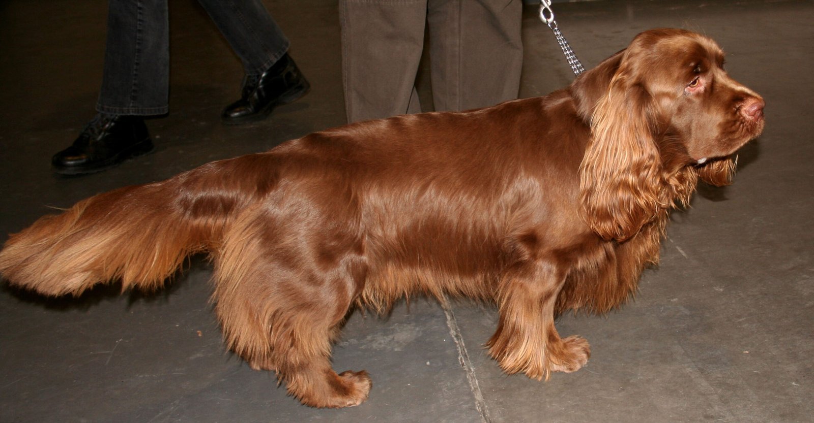Raça de Cachorro: Sussex Spaniel