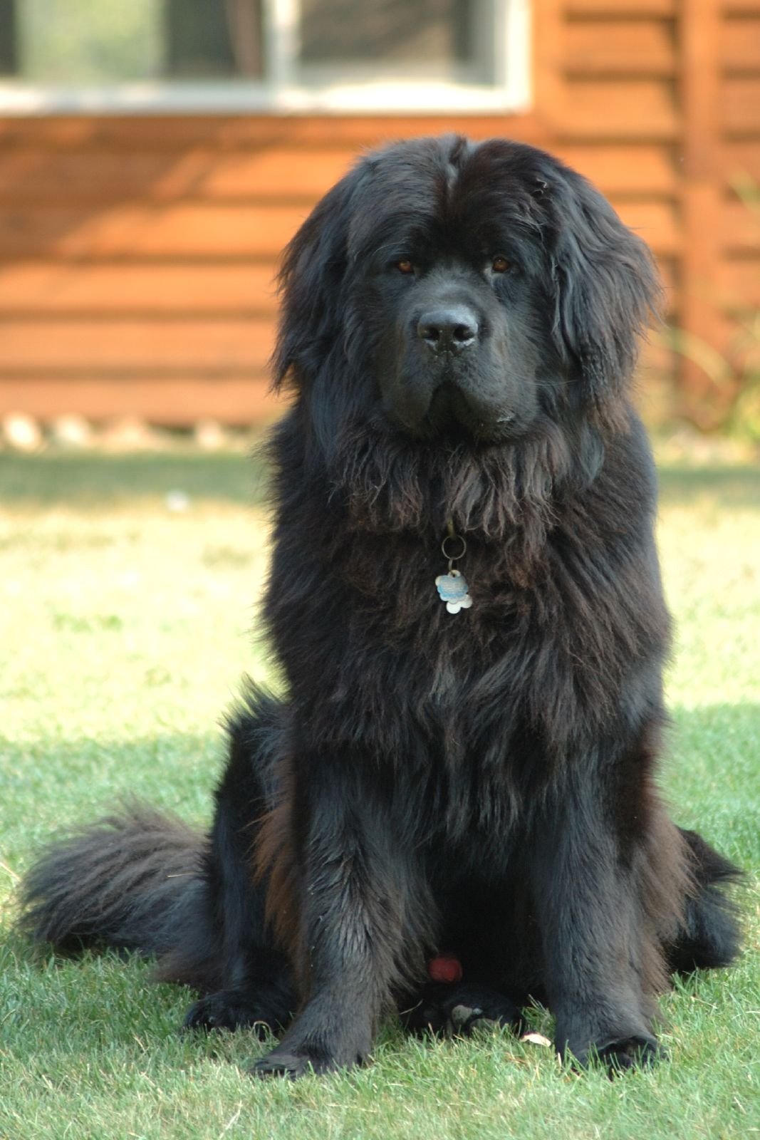 Raça de Cachorro: Terra Nova