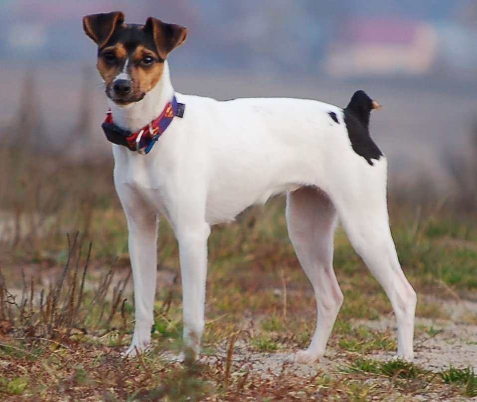 Raça de Cachorro: Terrier Brasileiro