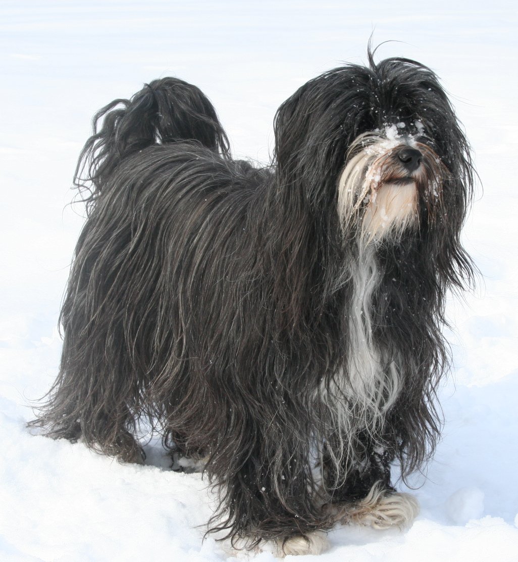 Foto de um Terrier Tibetano
