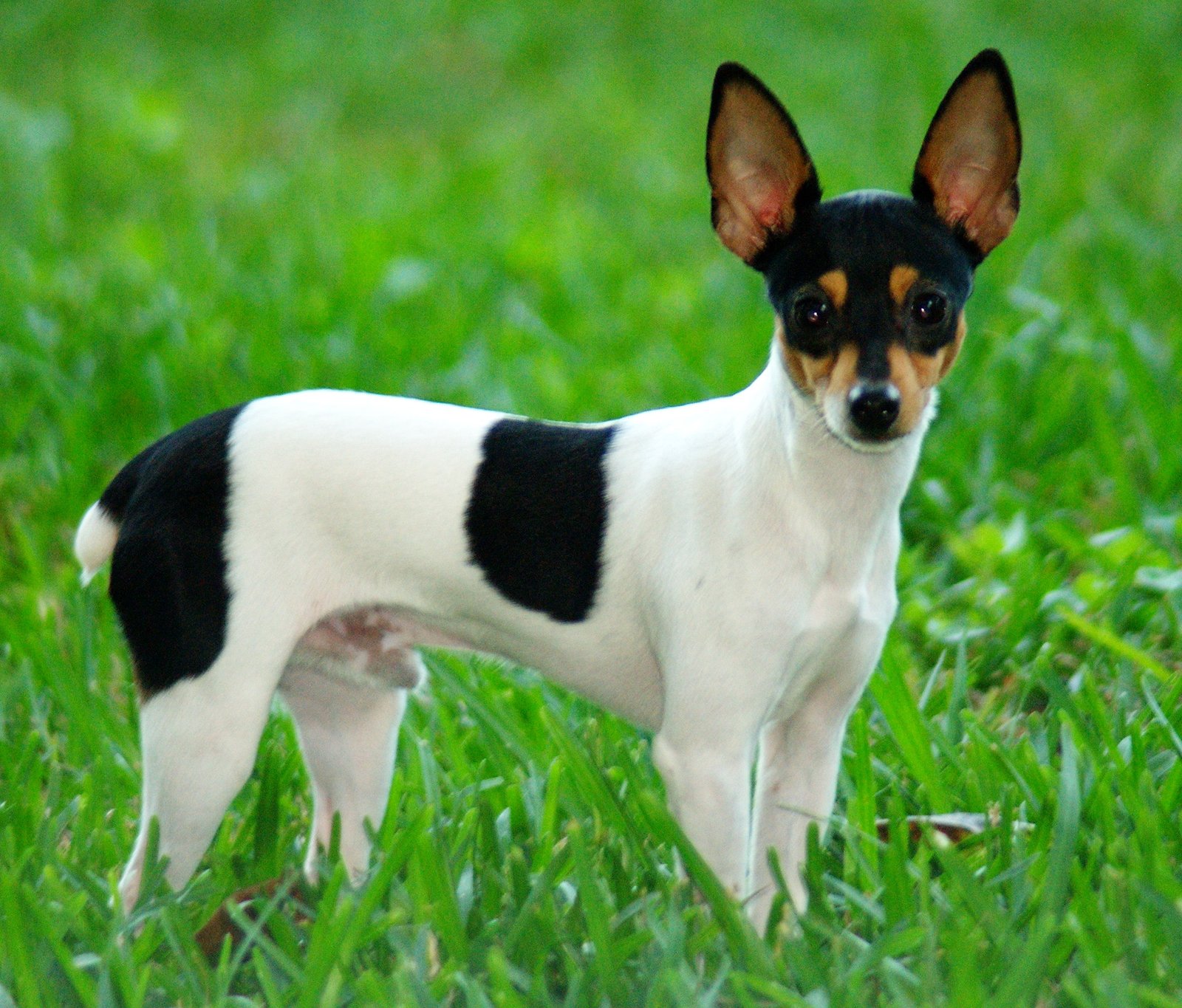 Raça de Cachorro: Toy Fox Terrier