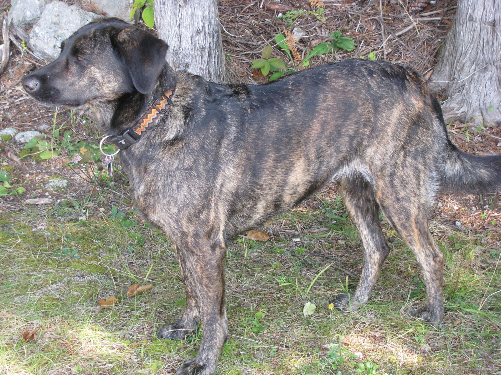 Raça de Cachorro: Treeing Tennessee Brindle