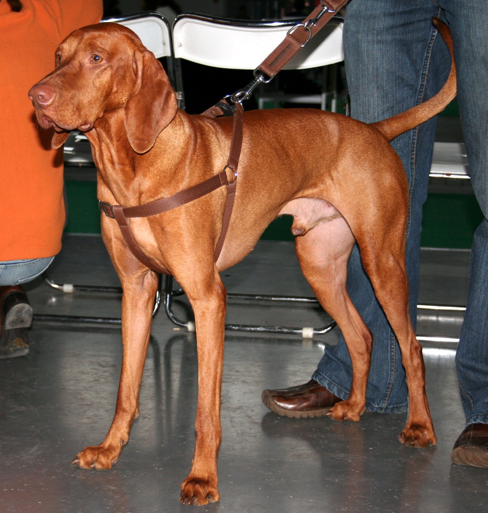 Raça de Cachorro: Vizsla