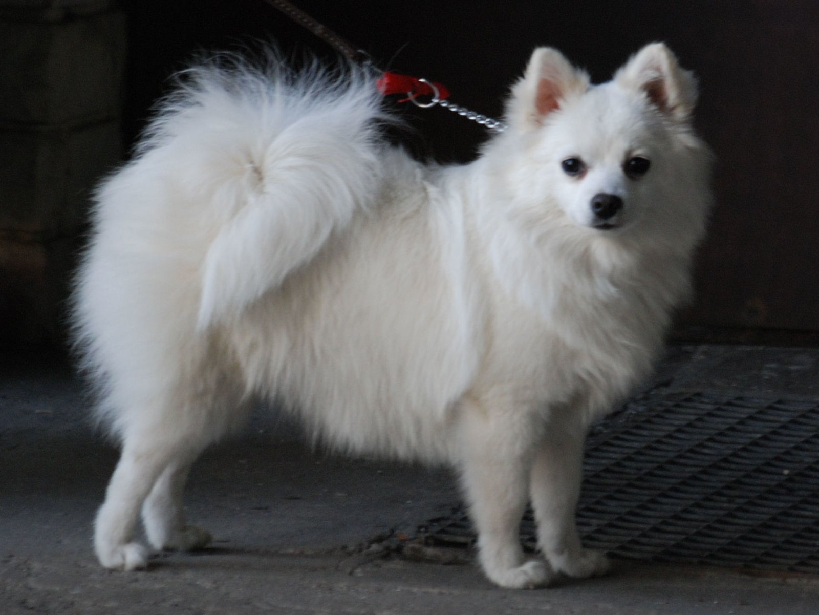 Raça de Cachorro: Volpino Italiano