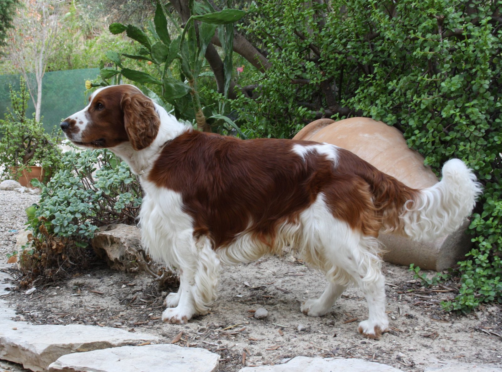 Foto de um Welsh Springer Spaniel