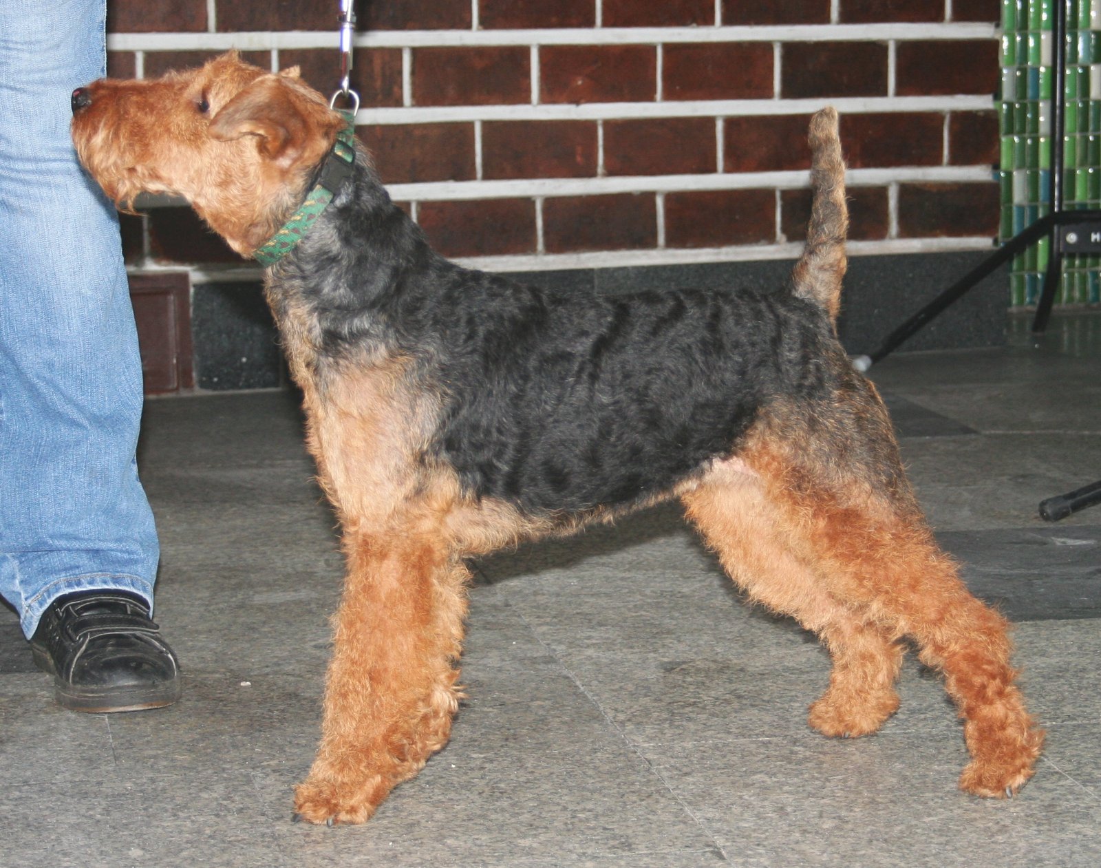 Raça de Cachorro: Welsh Terrier