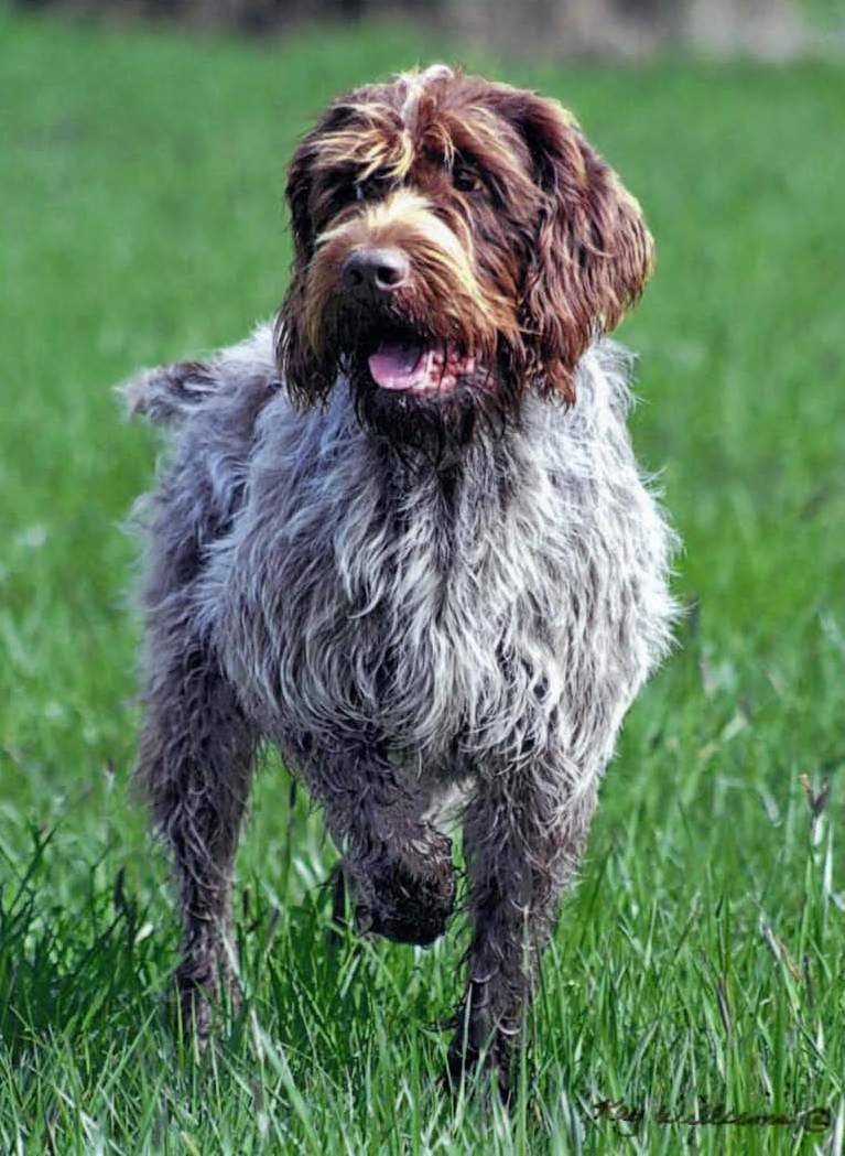 Raça de Cachorro: Wirehaired Pointing Griffon